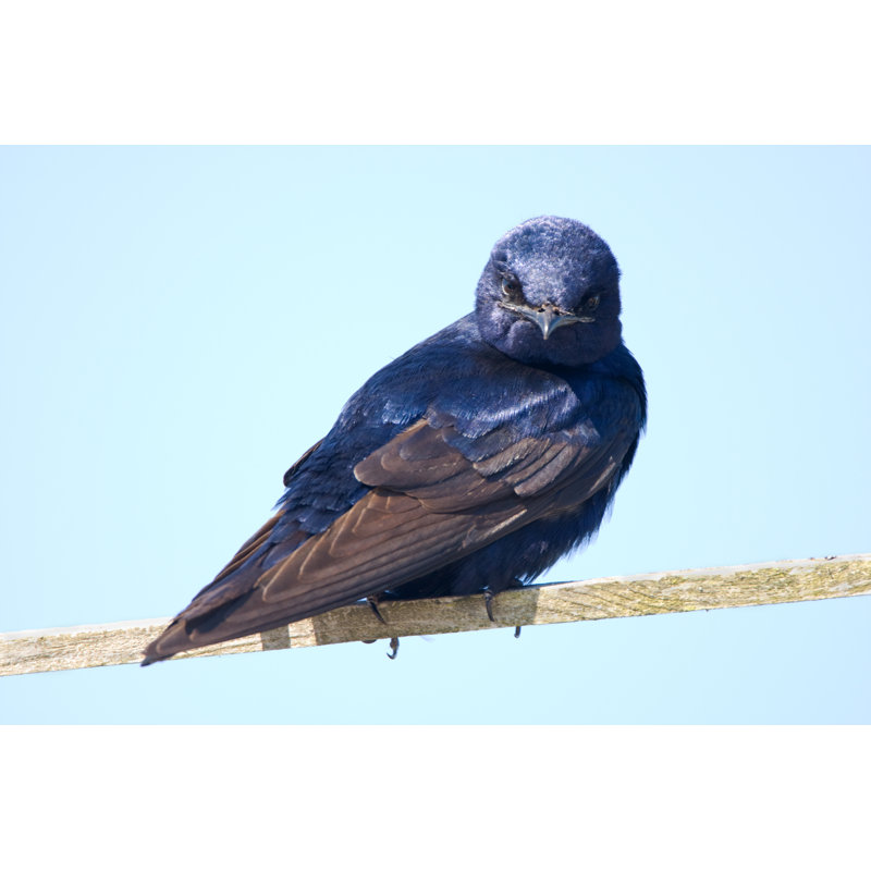 Purple Martin - Male by Birdimages - Wrapped Canvas Print, 81cm H x 122cm W