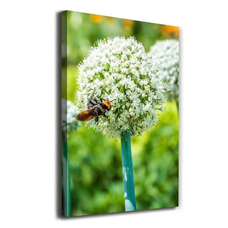 Garlic Flowers - Wrapped Canvas Print