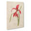 Amaryllis Flower - Wrapped Canvas-55368505