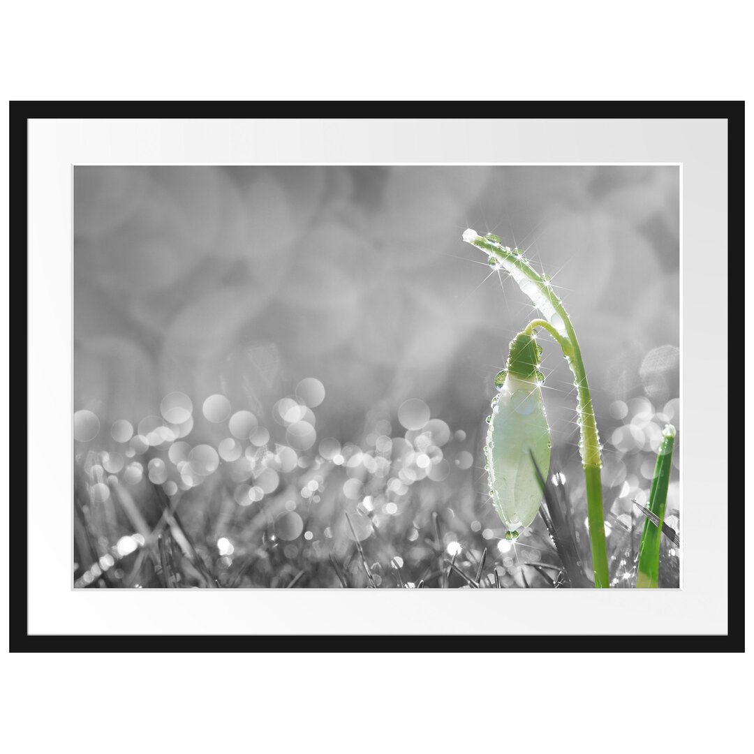 Gerahmter Fotodruck Snowdrops in Morning Dew