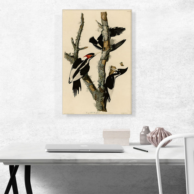 Pic ivoire à bec par James Audubon, reproduction d'art sur toile tendue, H 26 po x l 18 po x P 0,75 po