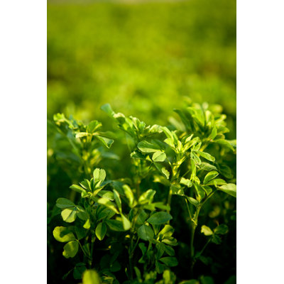 Alfalfa - Wrapped Canvas Print
