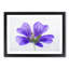 Purple Geranium Flower - Picture Frame Painting Print-56841974-56841973