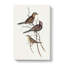 Black-Breasted Songlark by Elizabeth Gould - Wrapped Canvas-55371327