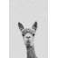 Llama Face III - Drawing on Canvas-350651075