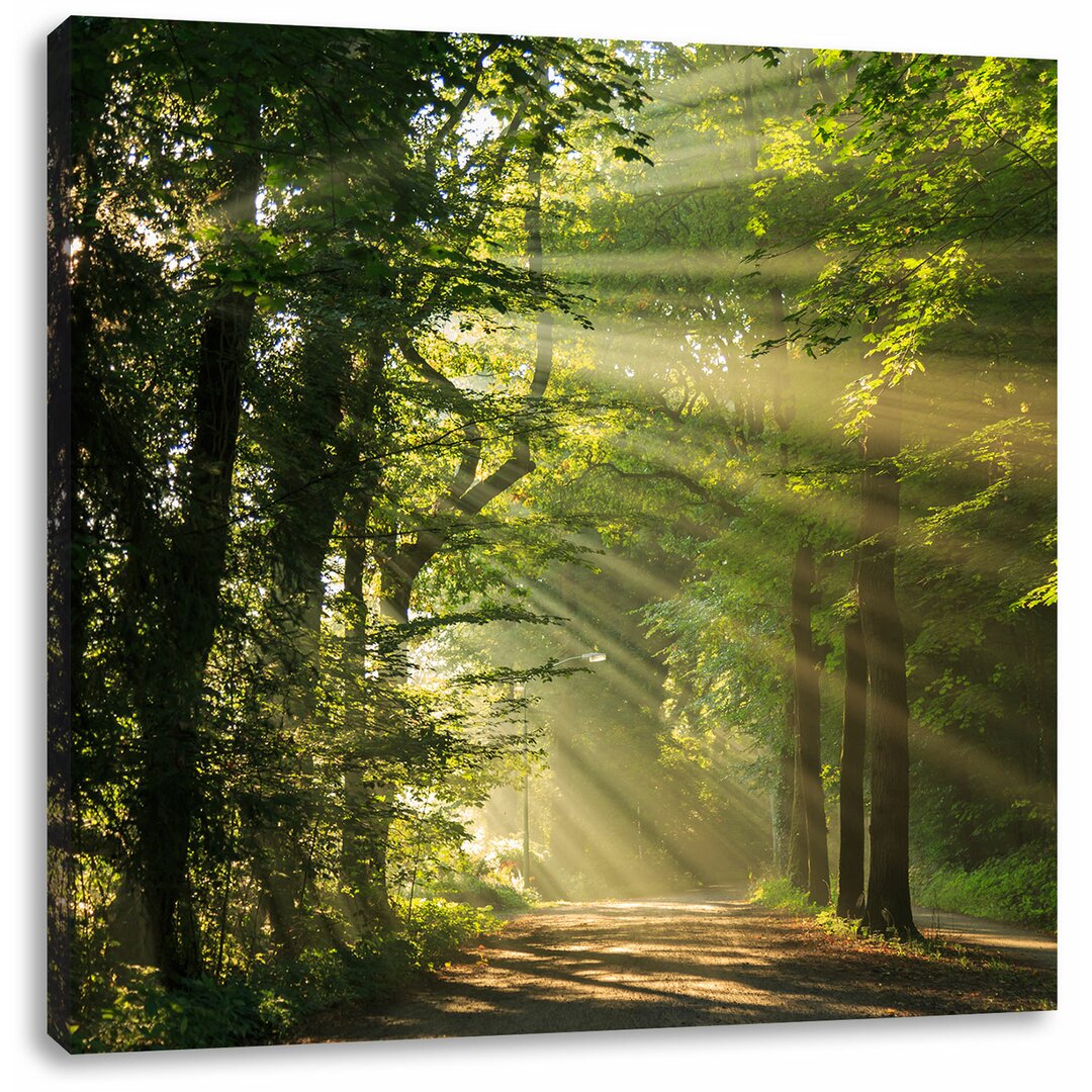 Leinwandbild Sunny Forest Path in Spring