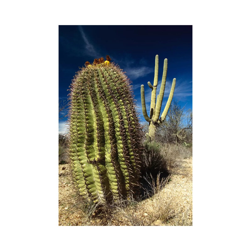 Saguaro With Fishhook Barrel Cactus In The Foreground, Sonoran Desert, Arizona by Gerry Ellis - Wrapped Canvas Print