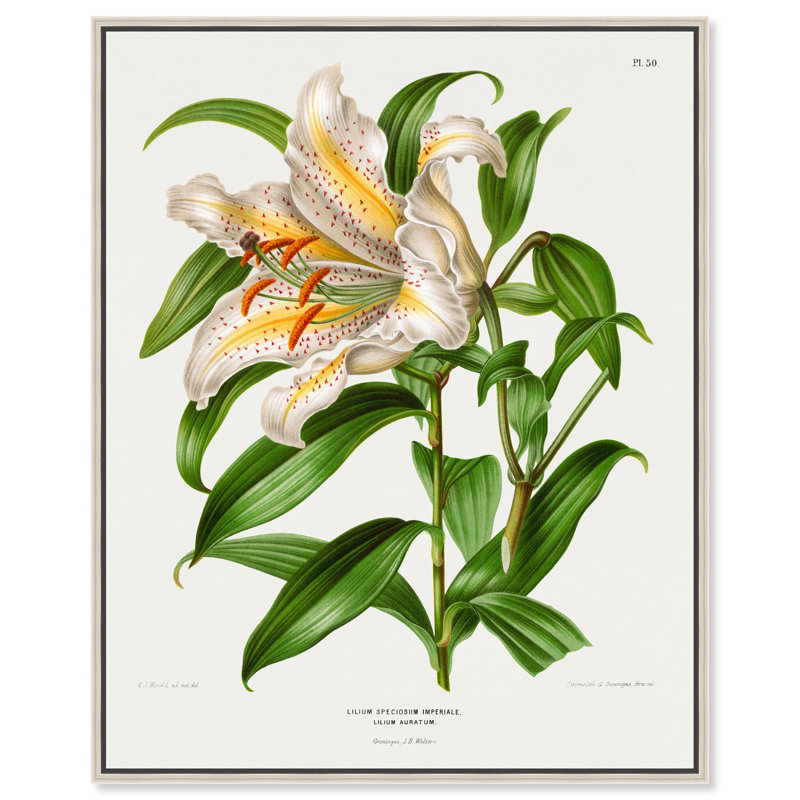 Toile Lilium Speccosum imperiale par Art Remedy, Noir, H 21 po x l 17 po, Cadre flottant