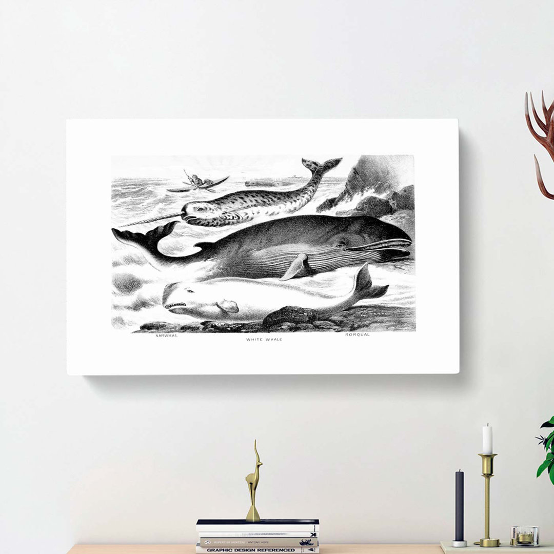 Assortment of Whales by John Karst - Wrapped Canvas