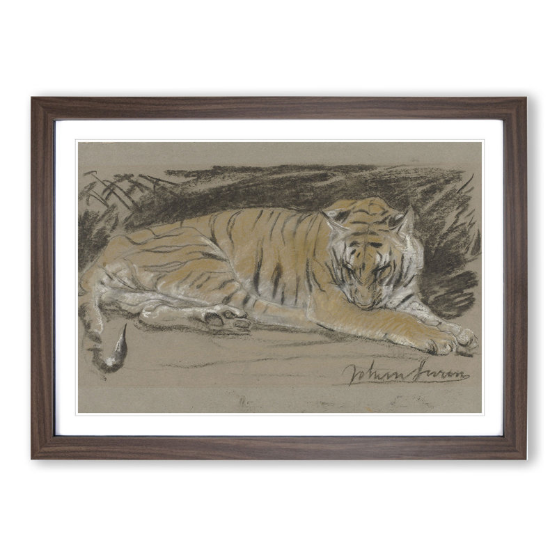 Study of a Tiger Vol.1 by John Macallan Swan - Framed Print, Walnut Framed, 27cm H x 36cm W x 2cm D