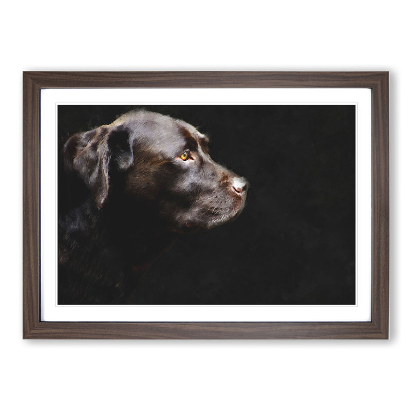 Chocolate Labrador Dog - Picture Frame Graphic Art, Walnut Framed, 36cm H x 48cm W x 2cm D