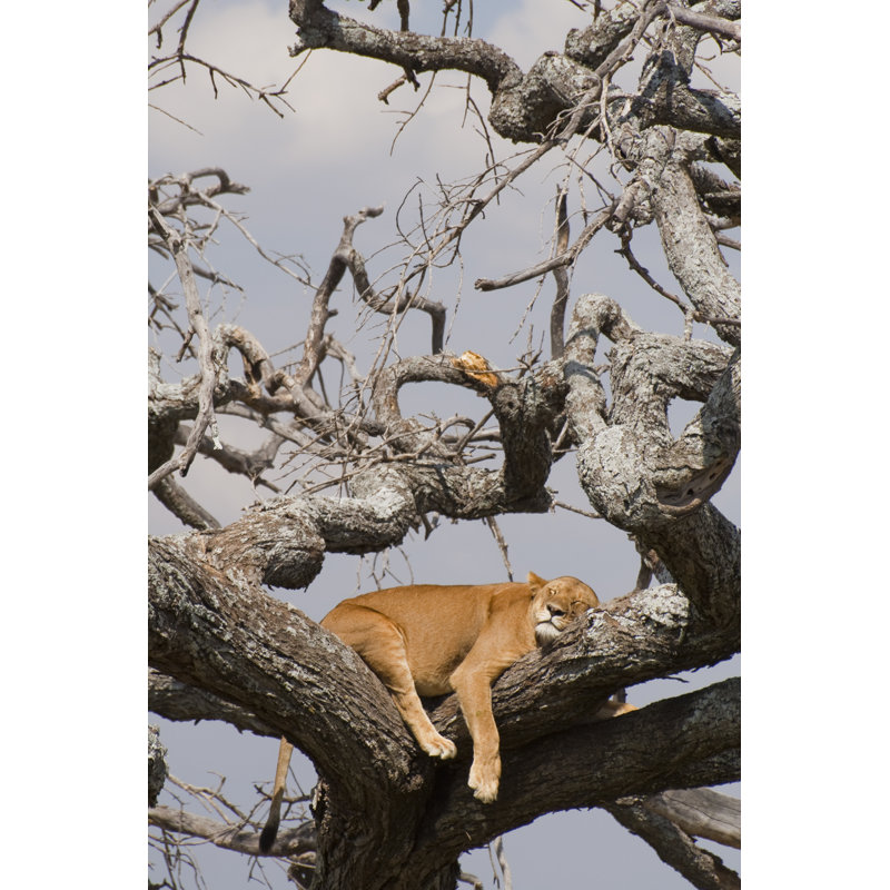 Lioness Sleeping - Wrapped Canvas Print, 46cm H x 30cm W x 3.8cm D