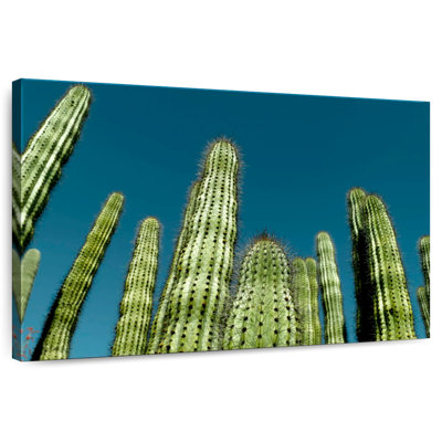 Cactus bleu ciel Harnek