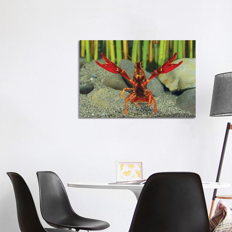 Louisiana Crayfish In Defensive Posture, Shiga, Japan by Shigeki Iimura - Wrapped Canvas Print, 101.6cm W x 66.04cm H