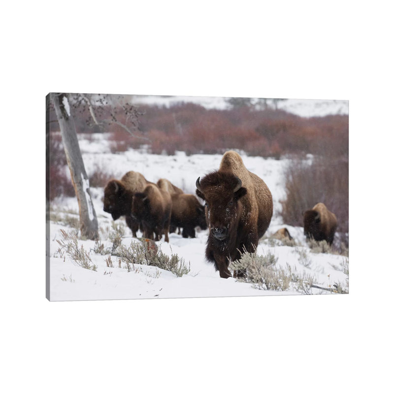 Bison Herd On The Move by Ken Archer - Wrapped Canvas Print, 66.04 cm H x 45.72 cm W x 3.175 cm D
