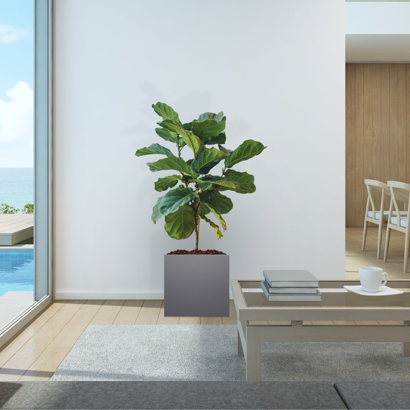 Boîte à fleurs en acier galvanisé Kenelm, H 16 po x l 16 po x P 16 po