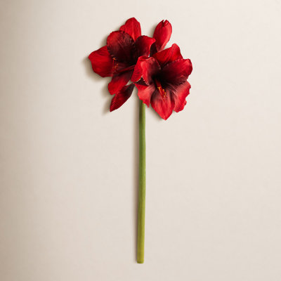 Amaryllis Floral Stems