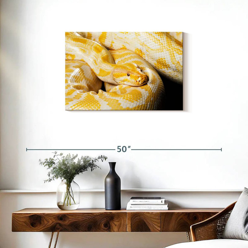 Brampt Albino Burmese Python, 20" H x 30" W