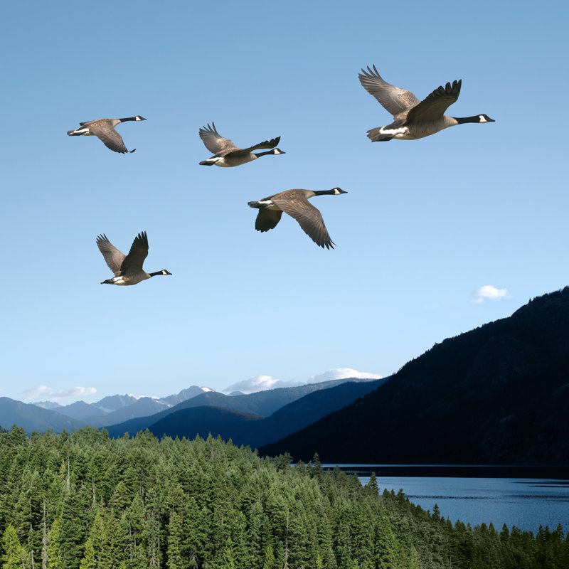Canada Geese - Wrapped Canvas Print, 51cm H x 51cm W x 3.8cm D