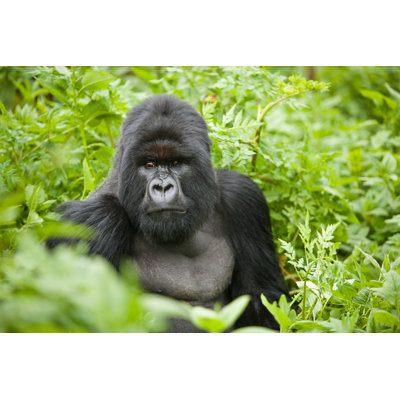 Silverback Mountain Gorilla - Wrapped Canvas Print