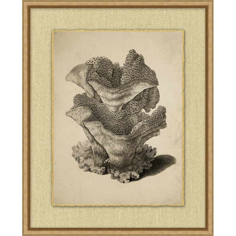 Sepia Sealife 7 Print