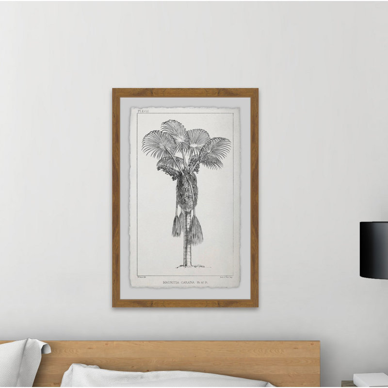 Palm Livistona - Single Picture Frame Print, 91 cm H x 61 cm W