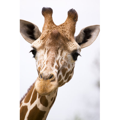 Girafe portée par Robas