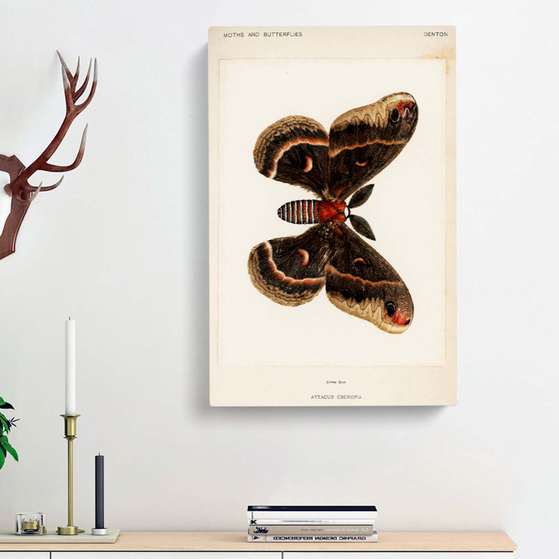Cecropia Moth by S.F. Denton - Wrapped Canvas, 60cm H x 40cm W x 3cm D