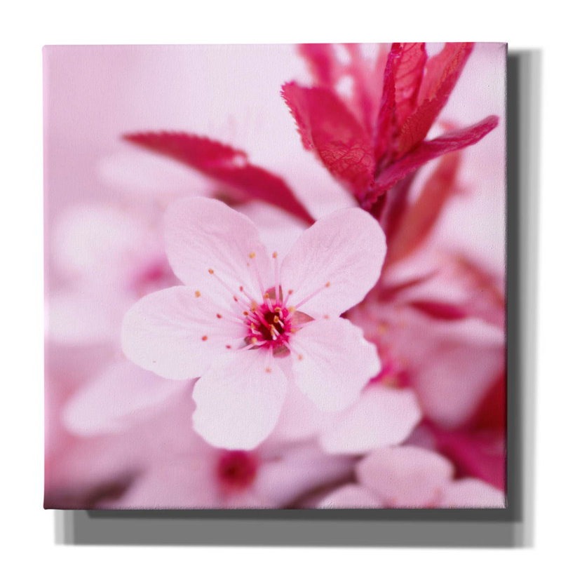 Fleur rose 1 par PhotoINC Studio, H 37 po x l 37 po x P 1,5 po