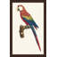 Perched Parrot 5 Painting