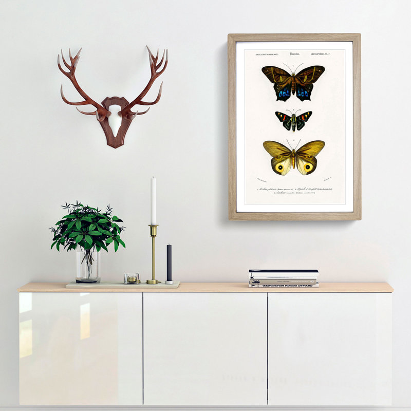 Butterfly Illustrations PL. 7 by Charles d' Orbigny - Picture Frame Graphic Art Print, Oak Framed, 65cm H x 48cm W x 2cm D