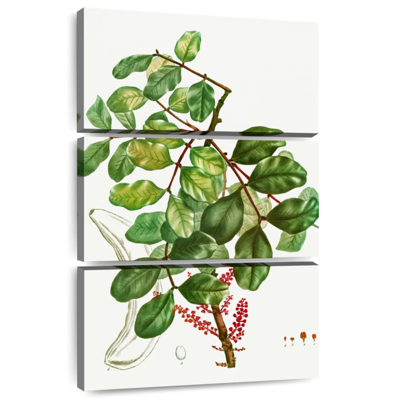 Keiri Carob Tree, 50" H x 32" W
