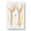 Squid Illustrations by Carl Chun - Wrapped Canvas-55318848