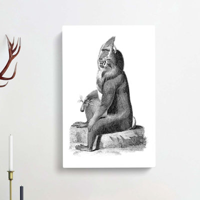 Baboon in Black & White by George Shaw - Wrapped Canvas