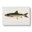 Lake Trout by Sherman F. Denton - Wrapped Canvas Print-55365681