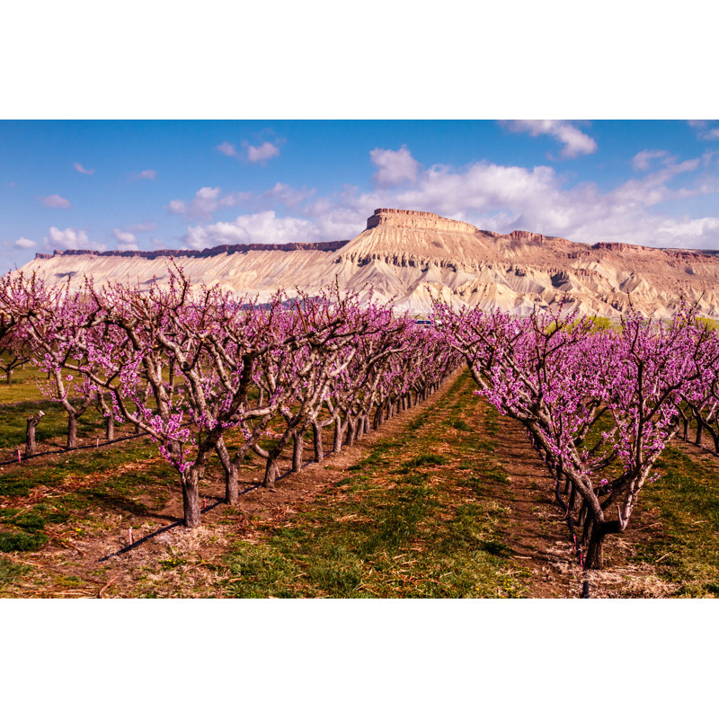 Blooming Peach Orchards by Tvirbickis - Wrapped Canvas Print, 61cm H x 91cm W