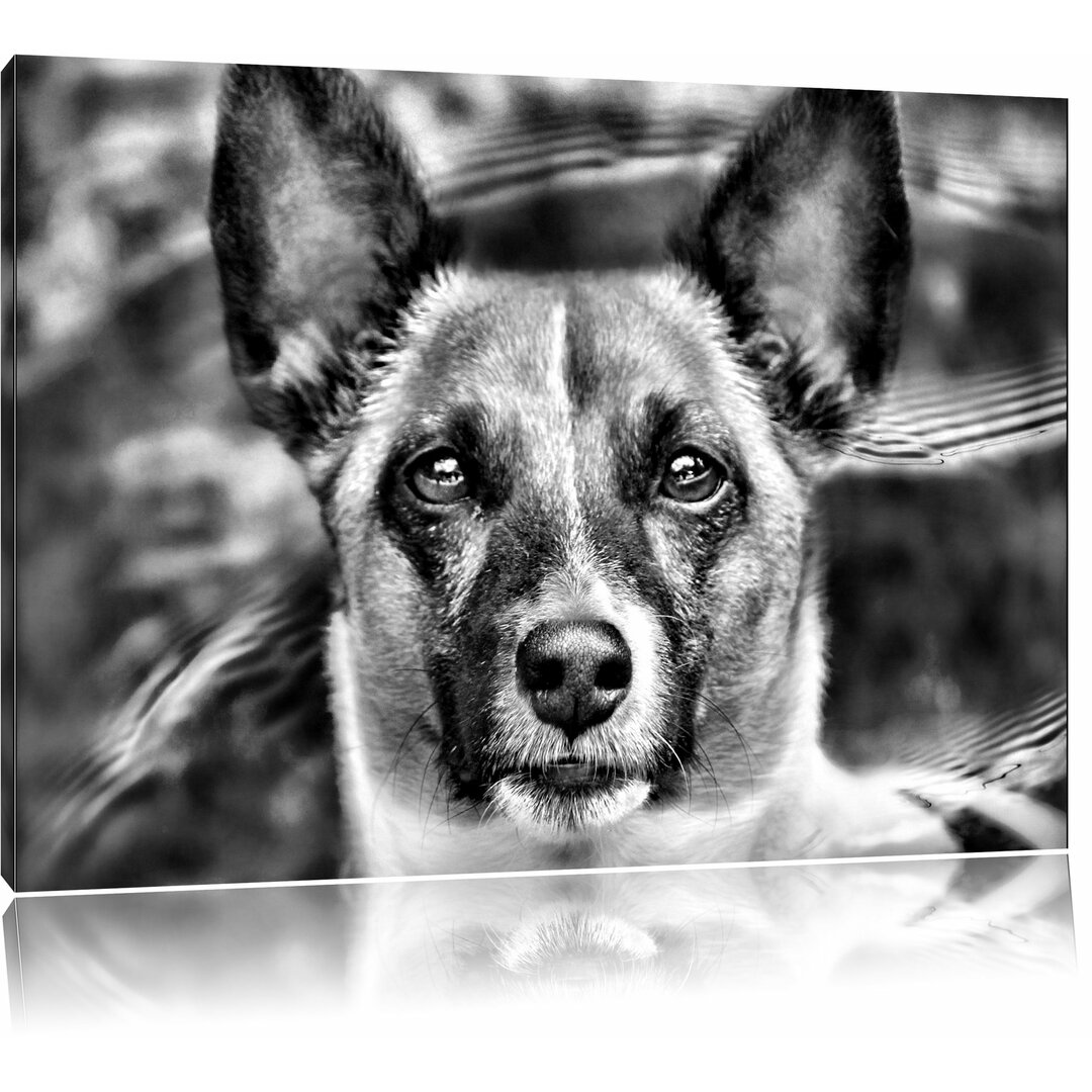 Leinwandbild Niedlicher Hund im Wasser in Monochrom