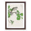 Barbary Dove and Oak Tree by Numata Kashu - Picture Frame Painting Print-55683401-55683398