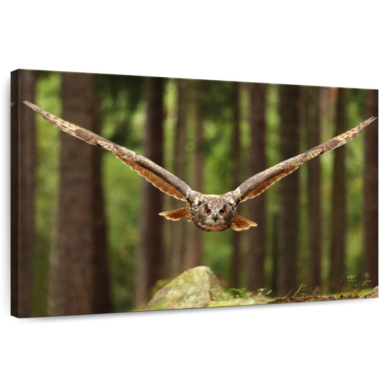 Crowle Eurasian Owl, 32" H x 48" W