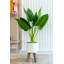 Palmier artificiel 18,75 "en pot