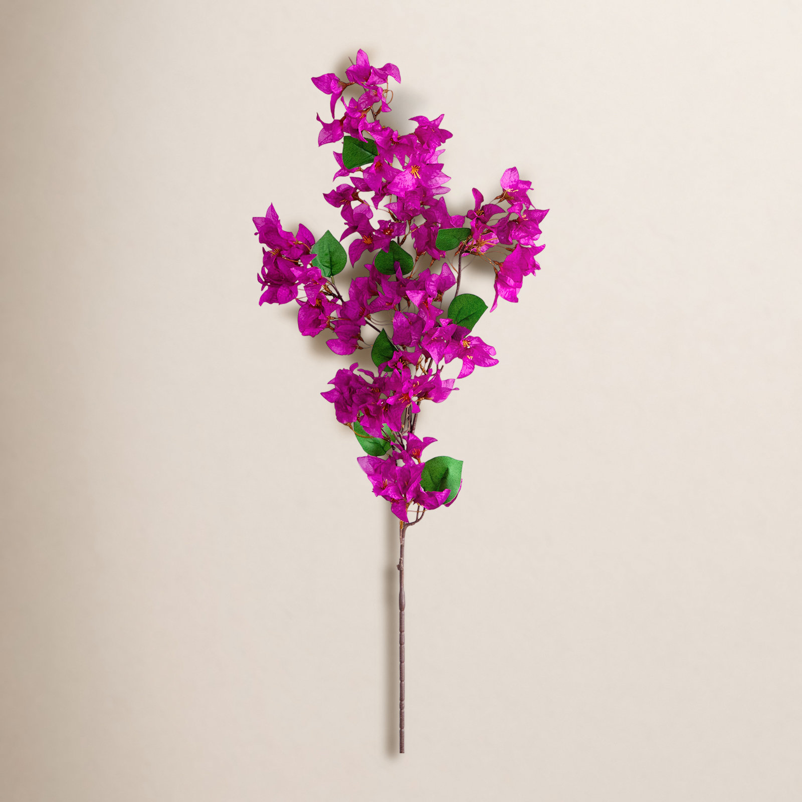 Bougainvillea Floral Stems, White