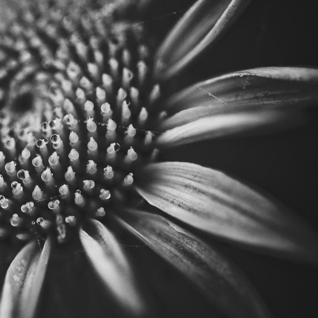 Andromedae Blume in Schwarz und Weiß von Zhuzhu - Leinwanddrucke auf Leinwand