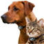 Porte coulissante en métal pour chien et chat