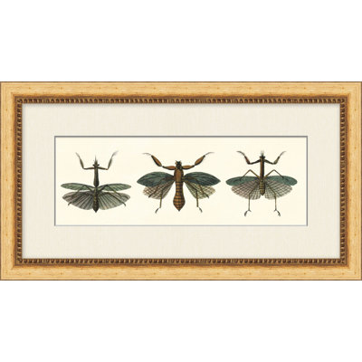 Specimen Trio 3 Print by Lillian August