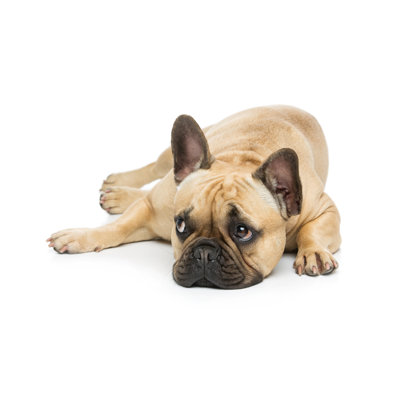 Kemarley " Beautiful French Bulldog Dog "