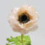 Real Touch Anemone Faux Floral-702580131