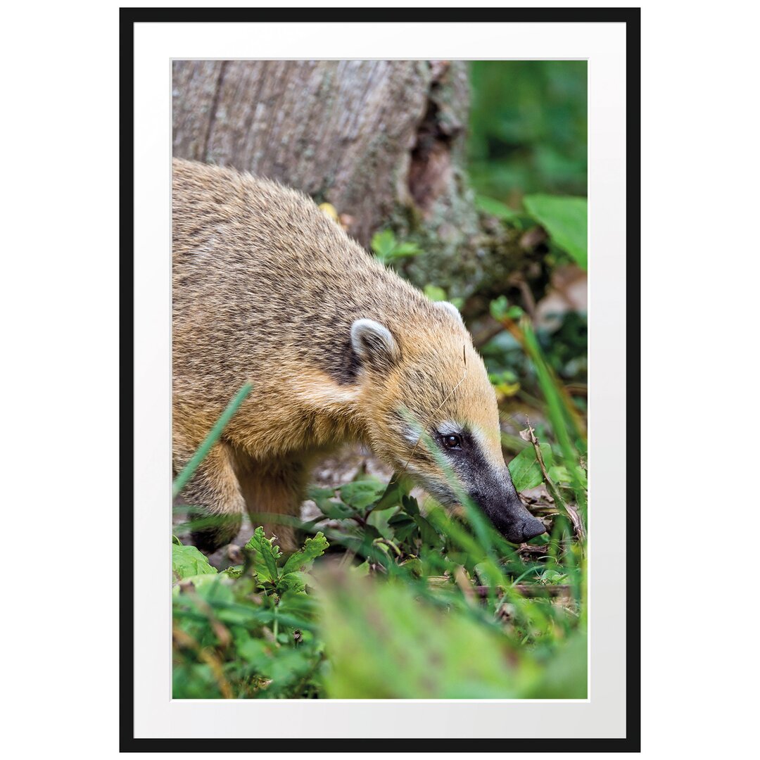 Gerahmtes Poster Nasenbär auf Nahrungssuche