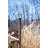 Luz Lantern Head-31460734-31460731
