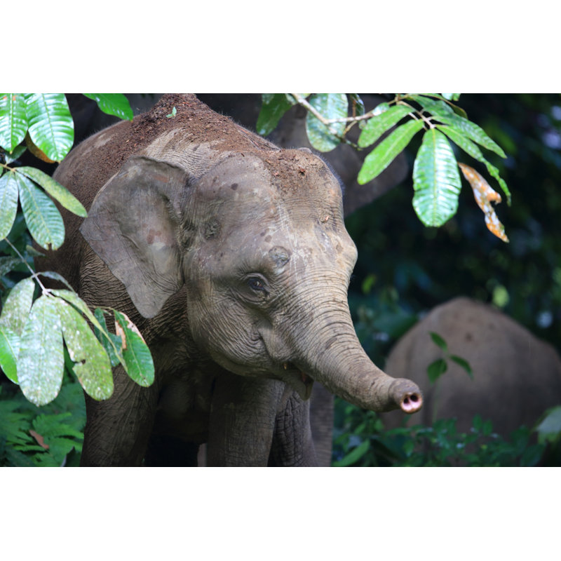 Borneo Elephant - Wrapped Canvas Print, 30cm H x 46cm W x 3.8cm D