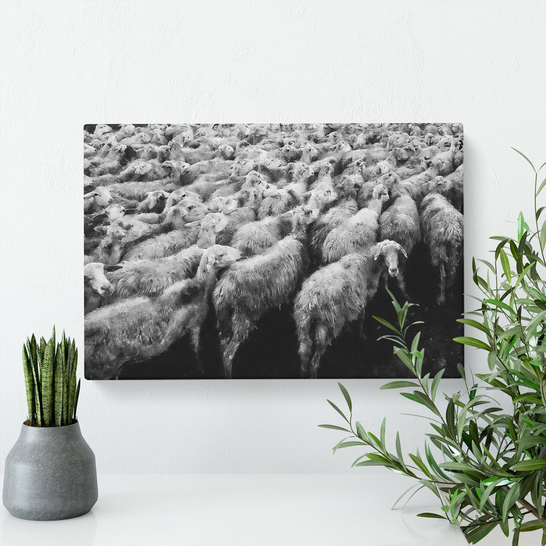 Flock Of Sheep Vol.1 - Wrapped Canvas